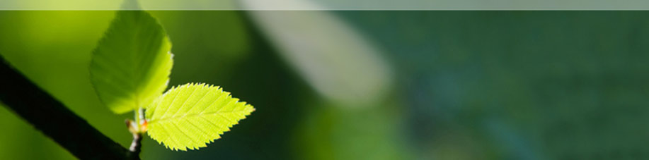 Header-Home