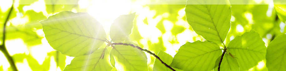 Header-Home